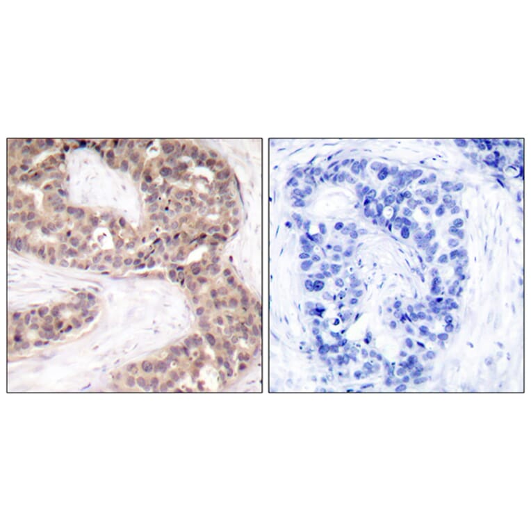 Immunohistochemistry - Anti-G3BP-1 Antibody (B7089) - Antibodies.com