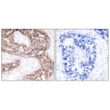 Immunohistochemistry - Anti-G3BP-1 Antibody (B7089) - Antibodies.com