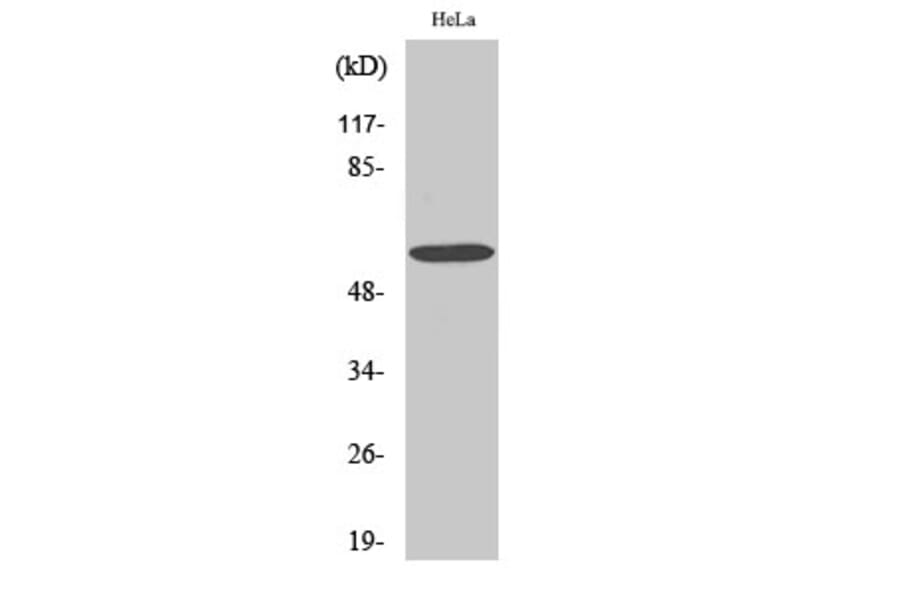 Western Blot - Anti-G3BP-1 Antibody (B7089) - Antibodies.com