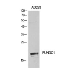 Western Blot - Anti-FUNDC1 Antibody (C30979) - Antibodies.com