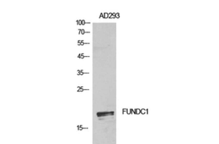 Western Blot - Anti-FUNDC1 Antibody (C30979) - Antibodies.com