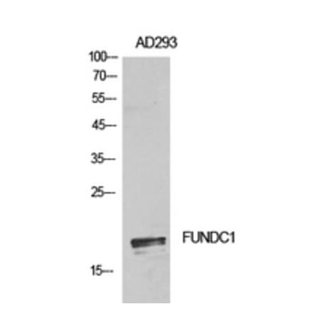 Western Blot - Anti-FUNDC1 Antibody (C30979) - Antibodies.com