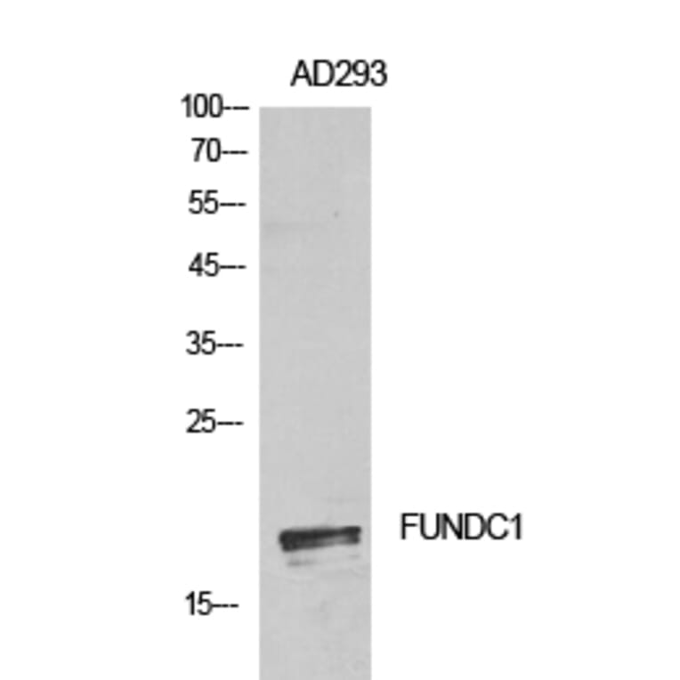 Western Blot - Anti-FUNDC1 Antibody (C30979) - Antibodies.com