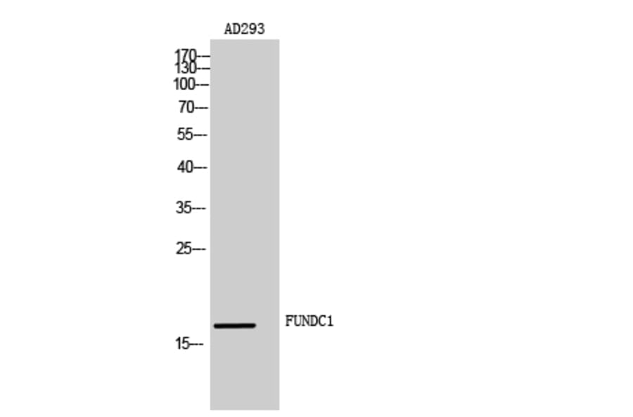 Western Blot - Anti-FUNDC1 Antibody (C30979) - Antibodies.com