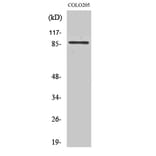 Western Blot - Anti-FKHRL1 Antibody (B7087) - Antibodies.com