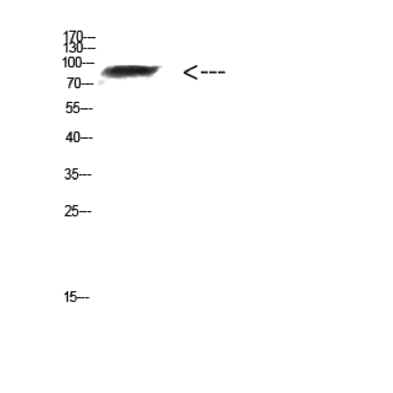 Western Blot - Anti-FAM48A Antibody (C31014) - Antibodies.com