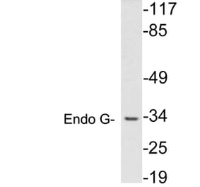 Western Blot - Anti-Endo G Antibody (R12-2132) - Antibodies.com