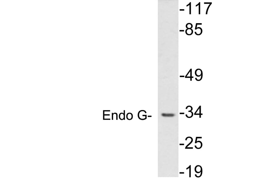 Western Blot - Anti-Endo G Antibody (R12-2132) - Antibodies.com