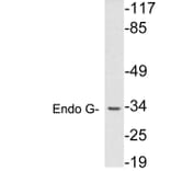 Western Blot - Anti-Endo G Antibody (R12-2132) - Antibodies.com