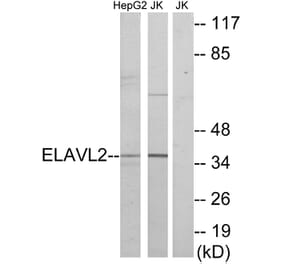 Western Blot - Anti-ELAVL2 Antibody (C10931) - Antibodies.com