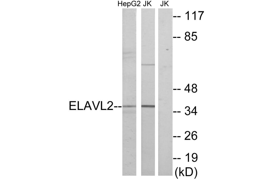 Western Blot - Anti-ELAVL2 Antibody (C10931) - Antibodies.com