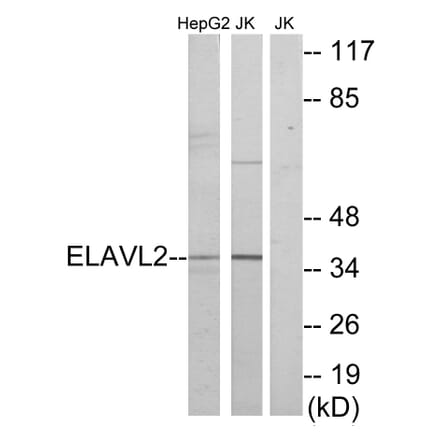 Western Blot - Anti-ELAVL2 Antibody (C10931) - Antibodies.com