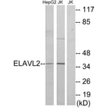Western Blot - Anti-ELAVL2 Antibody (C10931) - Antibodies.com