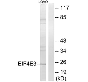 Western Blot - Anti-EIF4E3 Antibody (C15723) - Antibodies.com