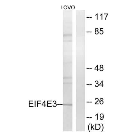 Western Blot - Anti-EIF4E3 Antibody (C15723) - Antibodies.com