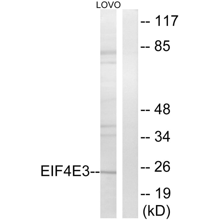 Western Blot - Anti-EIF4E3 Antibody (C15723) - Antibodies.com