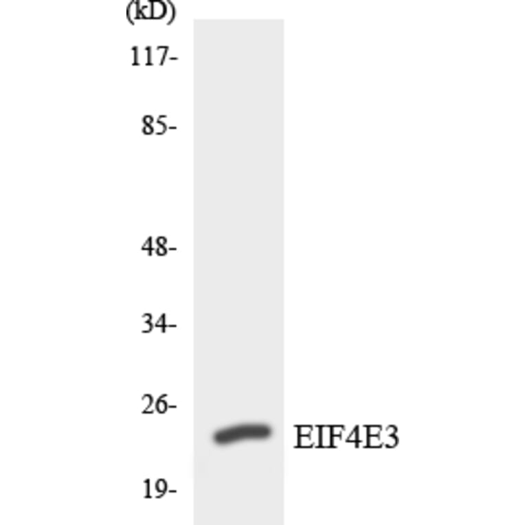 Western Blot - Anti-EIF4E3 Antibody (R12-2742) - Antibodies.com