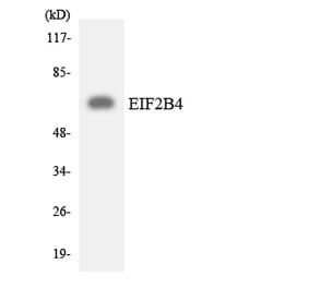 Western Blot - Anti-EIF2B4 Antibody (R12-2740) - Antibodies.com