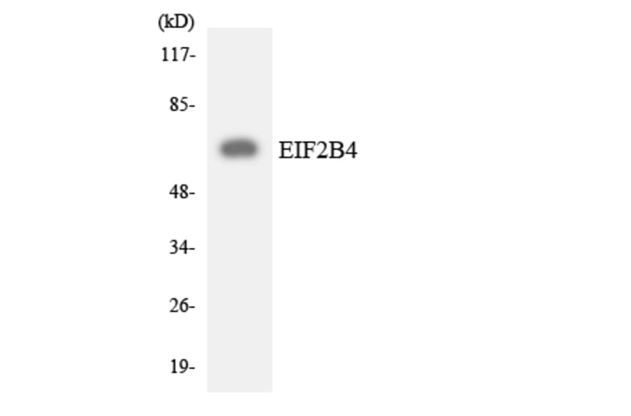 Western Blot - Anti-EIF2B4 Antibody (R12-2740) - Antibodies.com