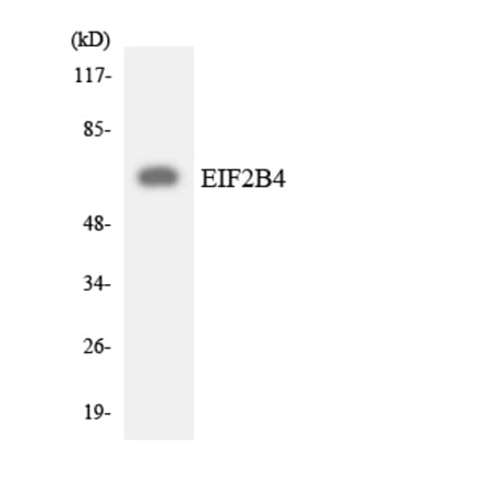 Western Blot - Anti-EIF2B4 Antibody (R12-2740) - Antibodies.com