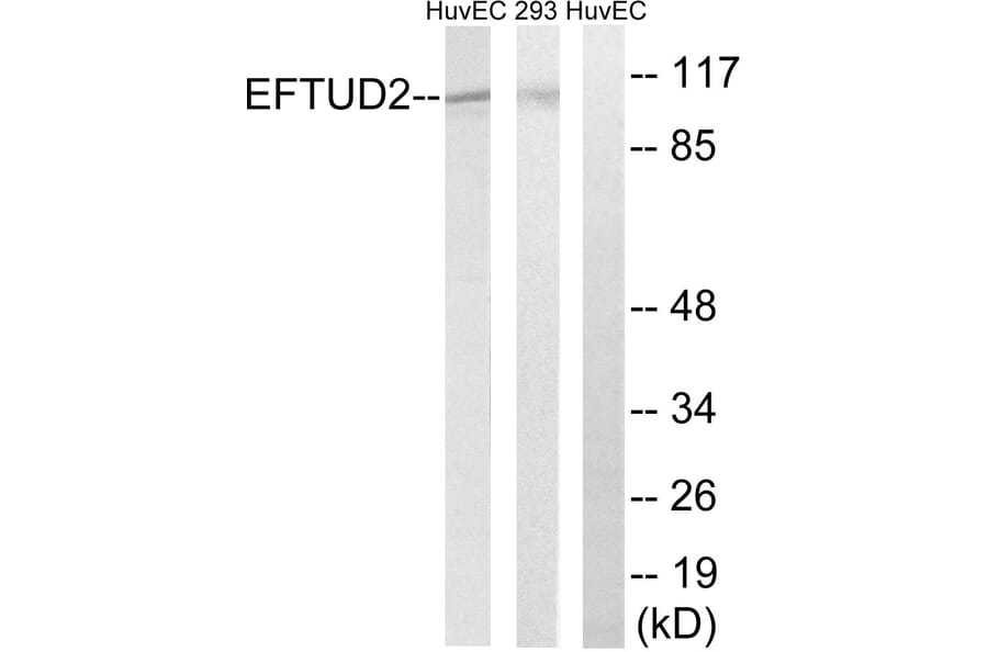 Western Blot - Anti-EFTUD2 Antibody (C14001) - Antibodies.com
