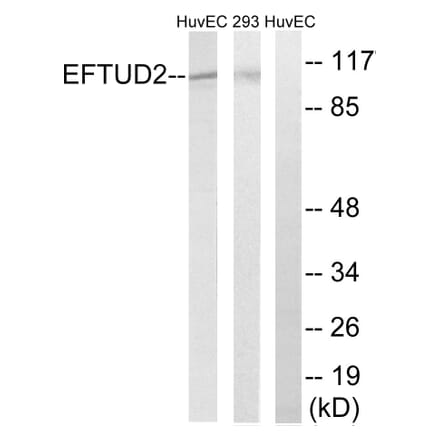 Western Blot - Anti-EFTUD2 Antibody (C14001) - Antibodies.com