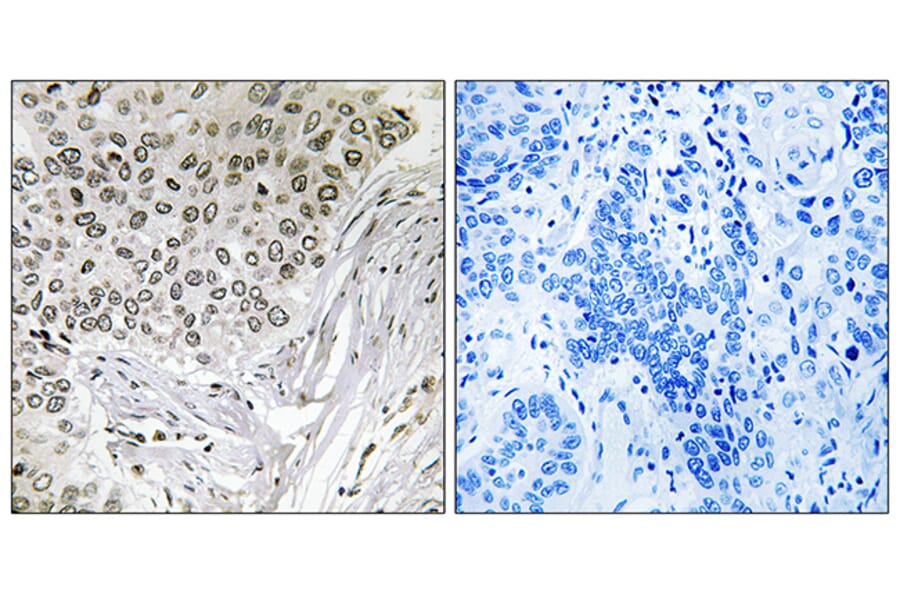 Immunohistochemistry - Anti-EFTUD2 Antibody (C14001) - Antibodies.com