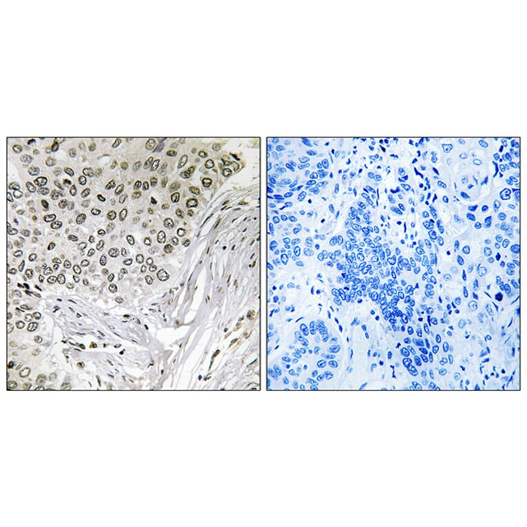Immunohistochemistry - Anti-EFTUD2 Antibody (C14001) - Antibodies.com