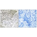 Immunohistochemistry - Anti-EFTUD2 Antibody (C14001) - Antibodies.com