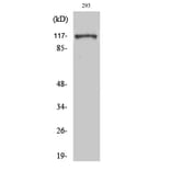 Western Blot - Anti-EFTUD2 Antibody (C14001) - Antibodies.com