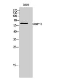 Western Blot - Anti-DPYSL4 Antibody (C15357) - Antibodies.com