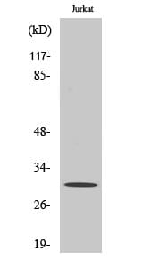 Western blot analysis of various cells using Anti-DNAJC5 Antibody.