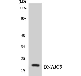 Western Blot - Anti-DNAJC5 Antibody (R12-2707) - Antibodies.com