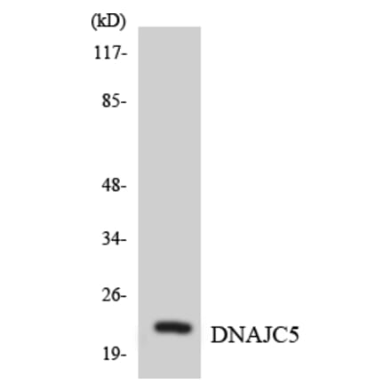 Western Blot - Anti-DNAJC5 Antibody (R12-2707) - Antibodies.com