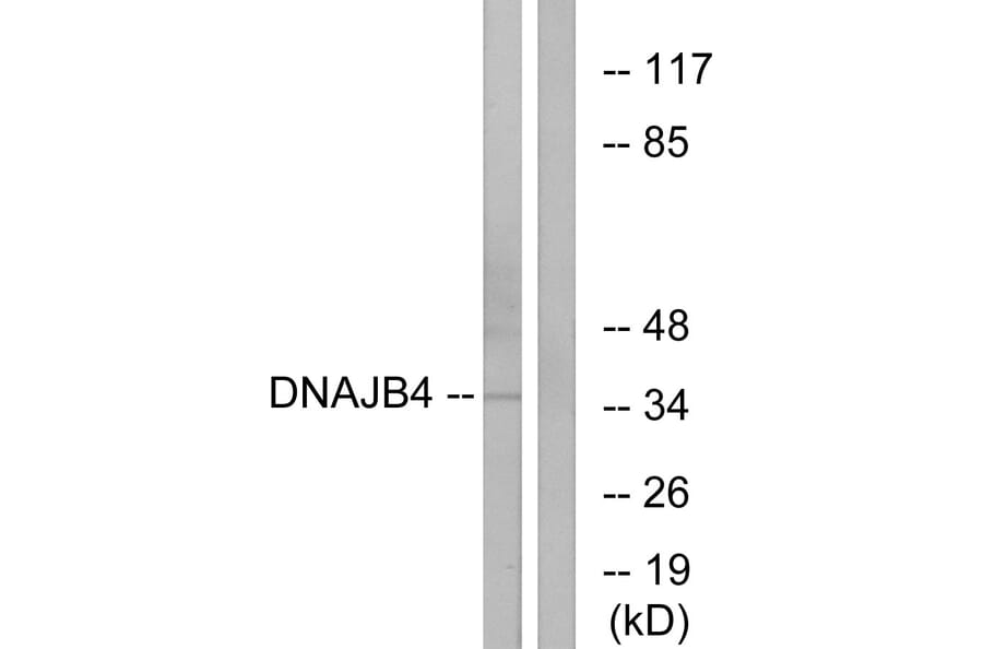 Western Blot - Anti-DNAJB4 Antibody (C12333) - Antibodies.com