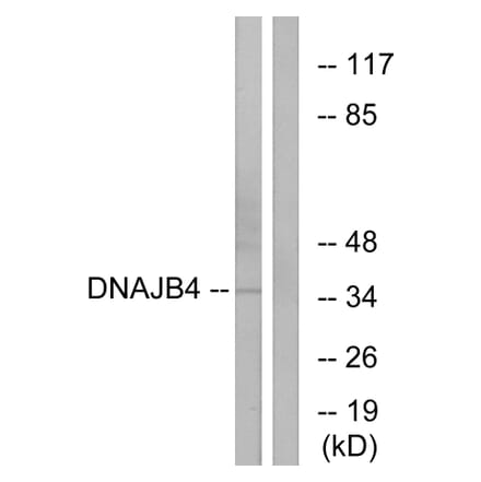 Western Blot - Anti-DNAJB4 Antibody (C12333) - Antibodies.com