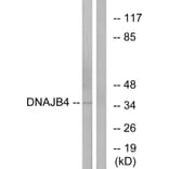 Western Blot - Anti-DNAJB4 Antibody (C12333) - Antibodies.com