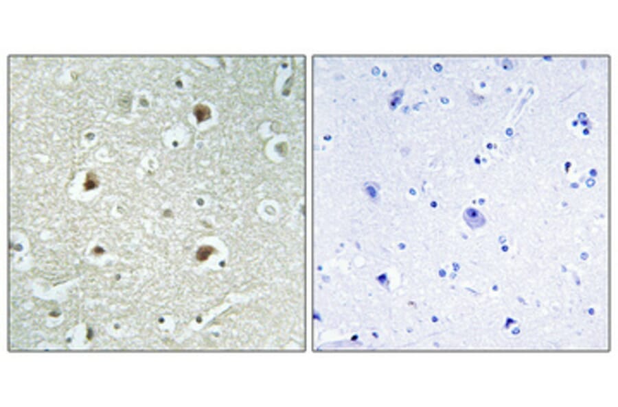 Immunohistochemistry - Anti-DNAJB4 Antibody (C12333) - Antibodies.com