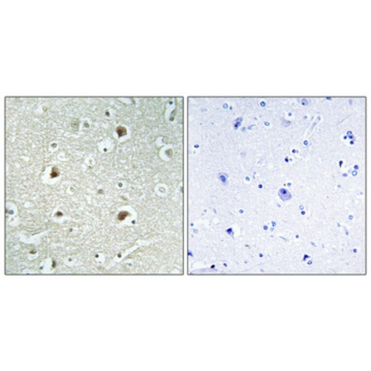 Immunohistochemistry - Anti-DNAJB4 Antibody (C12333) - Antibodies.com