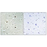 Immunohistochemistry - Anti-DNAJB4 Antibody (C12333) - Antibodies.com