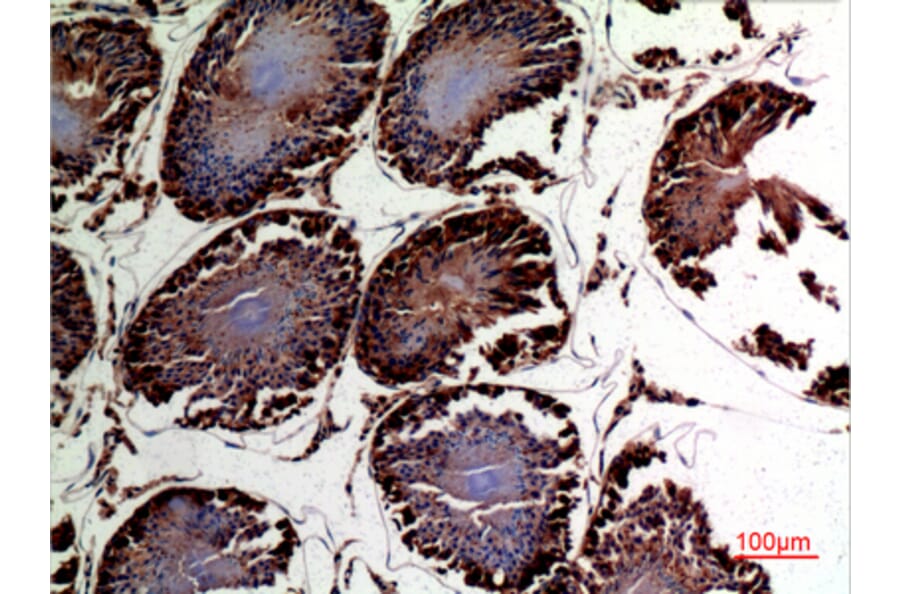 Immunohistochemistry - Anti-DNAJA1 Antibody (C30052) - Antibodies.com
