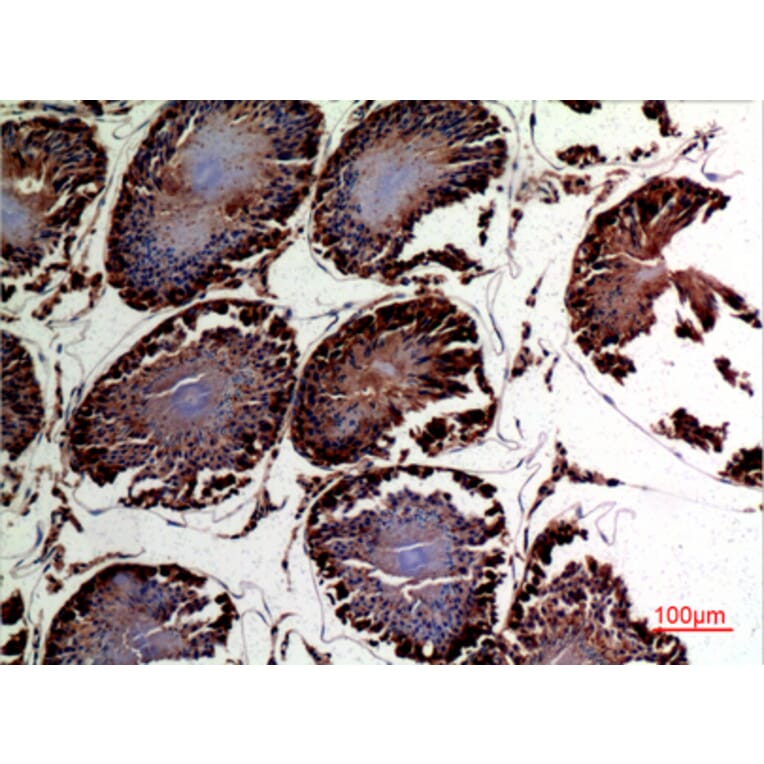 Immunohistochemistry - Anti-DNAJA1 Antibody (C30052) - Antibodies.com
