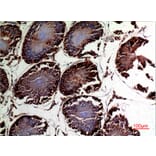Immunohistochemistry - Anti-DNAJA1 Antibody (C30052) - Antibodies.com