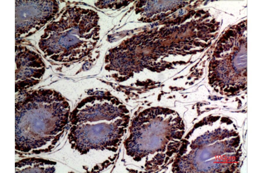 Immunohistochemistry - Anti-DNAJA1 Antibody (C30052) - Antibodies.com