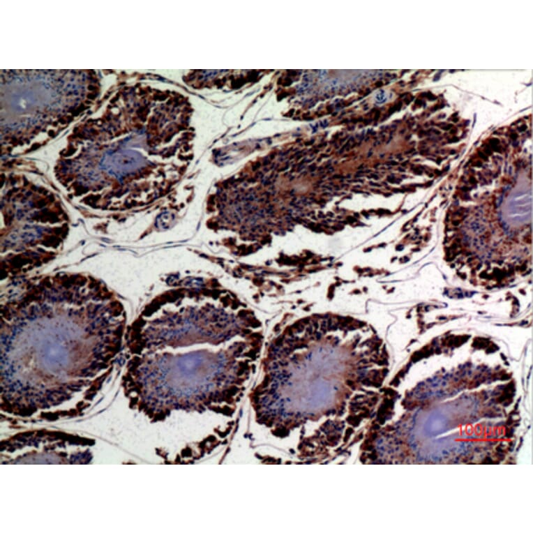 Immunohistochemistry - Anti-DNAJA1 Antibody (C30052) - Antibodies.com