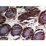 Immunohistochemistry - Anti-DNAJA1 Antibody (C30052) - Antibodies.com