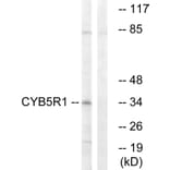 Western Blot - Anti-CYB5R1 Antibody (C16851) - Antibodies.com