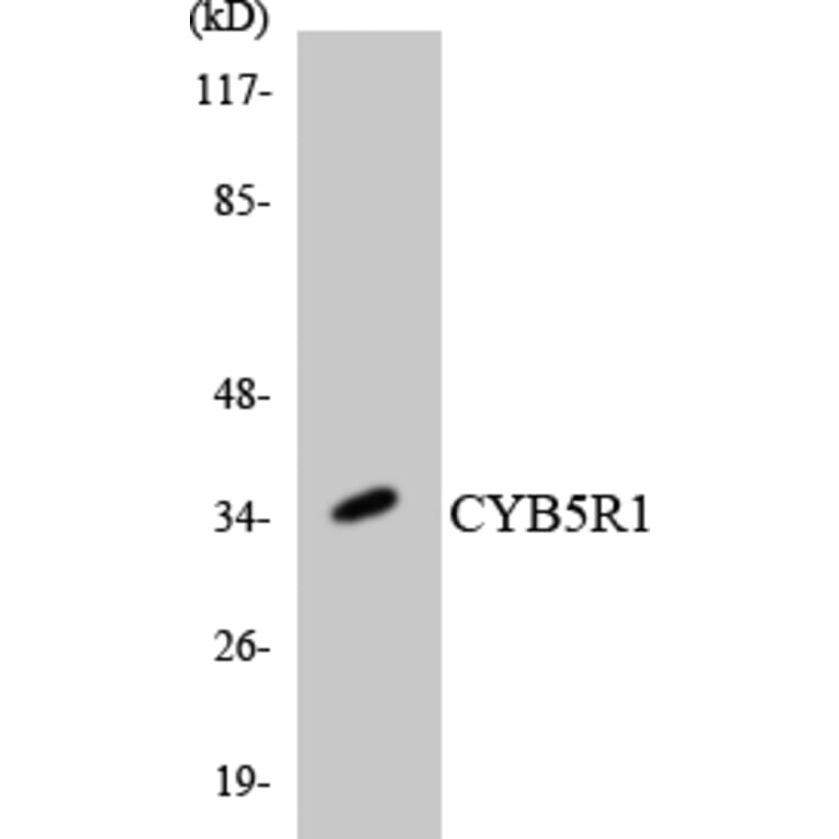 Western Blot - Anti-CYB5R1 Antibody (R12-2663) - Antibodies.com