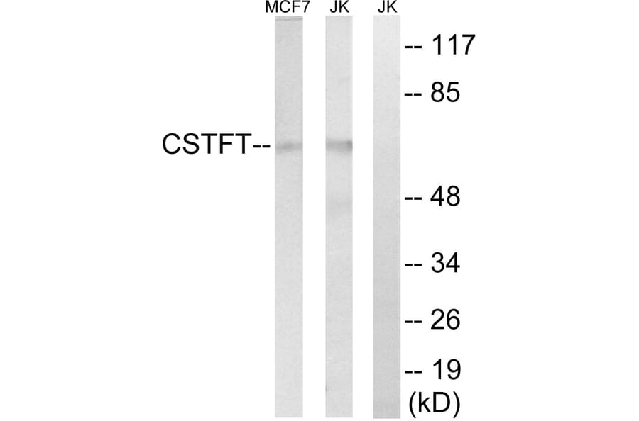 Western Blot - Anti-CSTF2T Antibody (C15167) - Antibodies.com