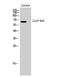 Western Blot - Anti-CSTF2T Antibody (C15167) - Antibodies.com